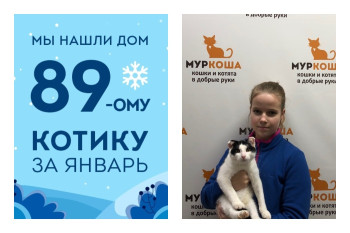 Мы смогли найти семью для котенка Лакричника за полтора месяца!