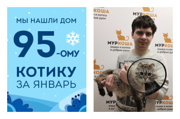 Всего за три недели кот Бастион обрел заботливого хозяина!