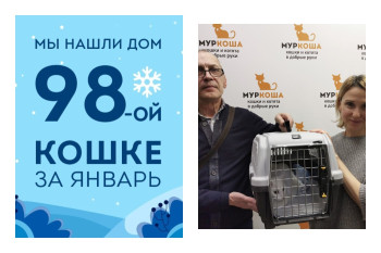 Уличная кошка Бьянка стала домашней любимицей, ура!