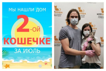Трехмесячная кошечка Алинка встретила любящую семью!