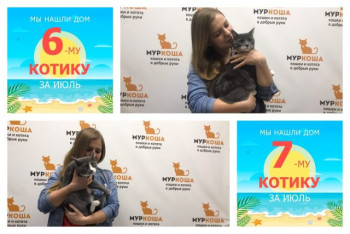 Котики Паркс и Линкольн встретили заботливую хозяйку всего за два дня!