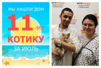 Котенок Артемка стал домашним и счастливым!