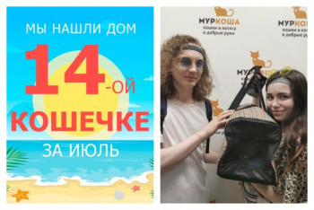 Роскошная кошечка Полина стала домашней!