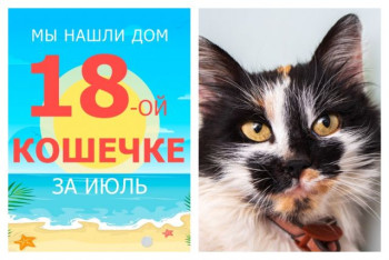Нежная кошечка Груша отправилась в новый дом!