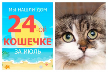 Кошечка Дуная стала домашней и счастливой!