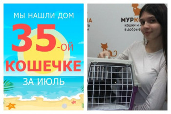 Ласковая кошечка Сауле встретила прекрасную хозяйку!