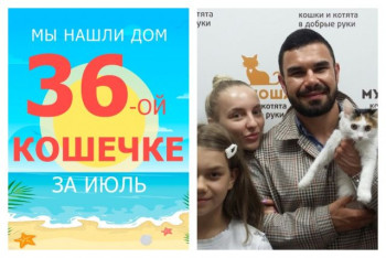 Общительная кошечка Милашка стала домашней всего за месяц!