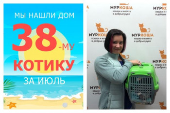 Уличный котик Еремей нашел дом за два месяца!