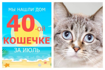 Красавица Цири нашла новый дом за три недели!