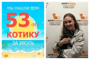 Котенок Воланчик начинает счастливую домашнюю жизнь!