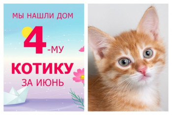 Котенок Цыпленок стал домашним за одну неделю!
