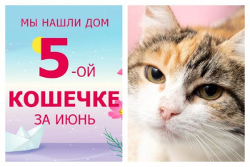 У кошечки Лавии начинается счастливая домашняя жизнь!