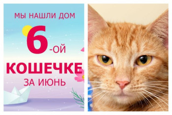 Кошечка Рима уезжает в новый дом спустя один месяц!