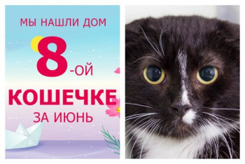 Трехлетняя кошечка Шипуха отправилась учиться домашнему счастью!