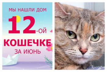 У кошечки Инь начинается новое домашнее счастье!