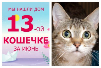 Мы нашли новый дом для кошечки Пионерки всего за месяц!