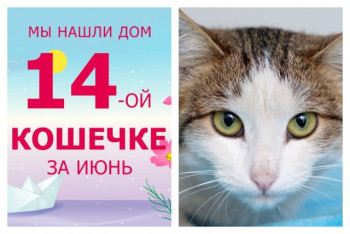 Уезжает в новый дом кошечка Санёк!