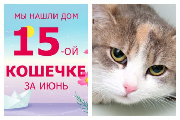 Уличная кошечка Мадея стал домашней за один месяц!