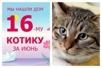 Котик Бахил нашел дом за один месяц!