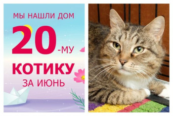 Трехлетний котик Бубльгум стал домашним и счастливым!