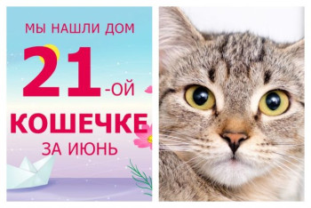 Кошечка Вершинка нашла свой новый дом всего за месяц!