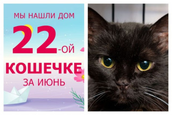 Новая счастливая жизнь начинается для кошечки Виктории!
