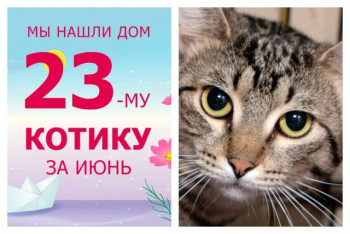 Котик Форест стал домашним всего за десять дней!