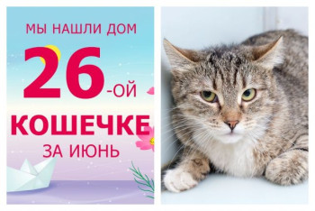 Нежная кошечка Лиссия отправилась в новый дом!