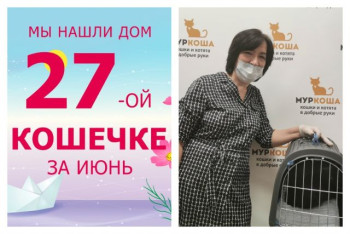 Кошечка Шеда нашла дом меньше чем за два месяца!