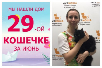 Двухлетняя кошечка Полночь стала домашней любимицей!