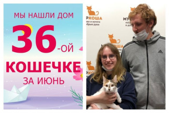 Кошечка Маюна теперь домашняя и счастливая!