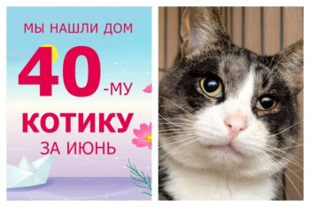 Двухлетний котик Муркис получил второй шанс на домашнее счастье!