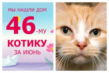 Котик Добряк вытянул второй счастливый билет домой!