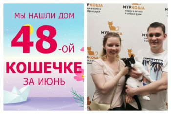 Скоростная кошечка Кулебяка стала домашней за один день!