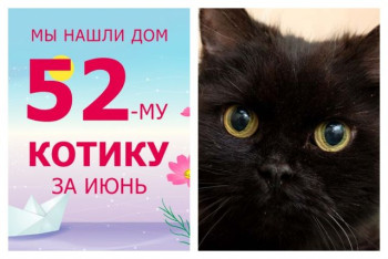 Героический котик Бэтмен отправился домой!