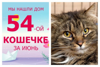 Кошечка Яра уезжает в новый дом!