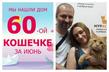 Кошечка Джоли обрела дом всего за десять дней!