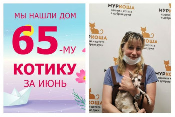 Котик Корнишон встретил ответственную и любящую хозяйку!