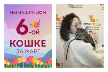 Кошка Цикада встретила любимую хозяйку!