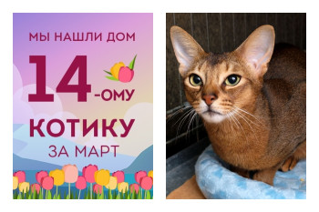 Котик Августин обрел новый дом всего за две недели!