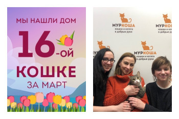 Кошечка Фиджи, наш прекрасный остров, отправилась в новый дом!