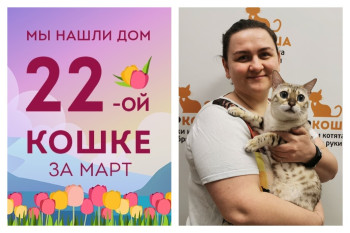 Прекрасная кошечка Мечта стала домашней!