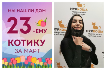 Уезжает в новый дом восьмимесячный котик Ван Гог!