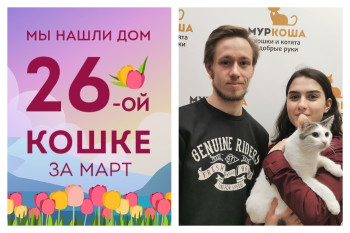 Уличная кошечка Ялта стала домашней любимицей!