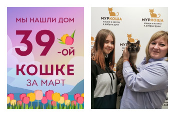 У кошечки Эры появилась семья и уютный дом!