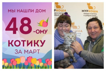 Котик Ульмар отправляется в новую счастливую жизнь!