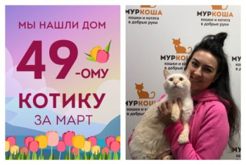 Пятилетний котик Арман получил второй шанс на домашнее счастье!