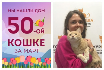 Кошка Персефона встретила любимую хозяйку!