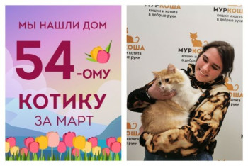 Мы помогли уличному котику Клуни стать домашним любимцем!