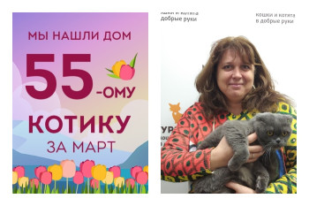 Мы нашли новый дом для котика Лаврюши всего за три недели!